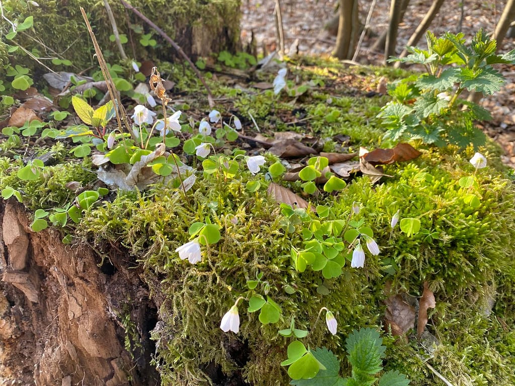 Teutoburger Wald